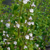 Calamintha (Mentha) nepeta